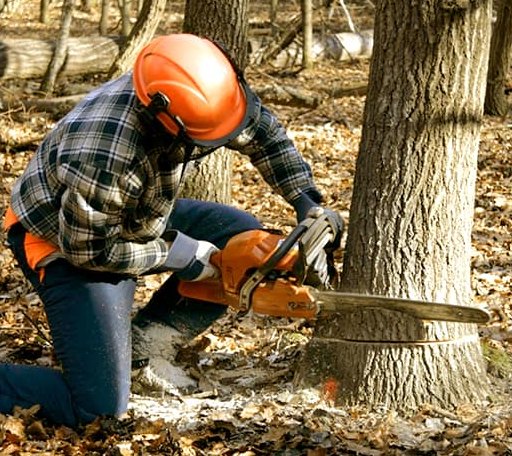 Tree Removal in Hulbert, OK